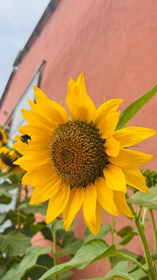 Agriturismo Su Barraccu Villa Loceri Kültér fotó