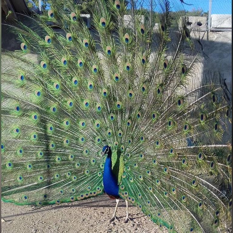 Agriturismo Su Barraccu Loceri Kültér fotó